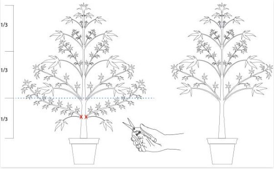 Nejčastěji se při prořezávání odstraňují spodní větve s malými nebo málo vyvinutými listy, zdroj: santyerbasi.com